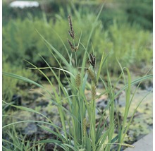 Gros plan de carex en extérieur.