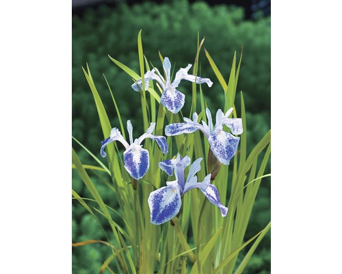 Schizostylis FloraSelf Iris laevigata 'Mottled Beauty' H 10-70 cm Co 3 L