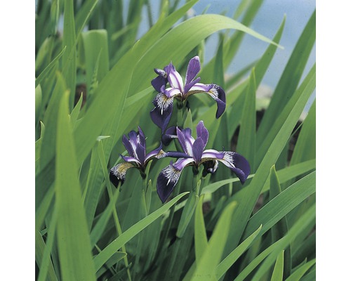 Iris versicolor FloraSelf pot Ø 18 cm