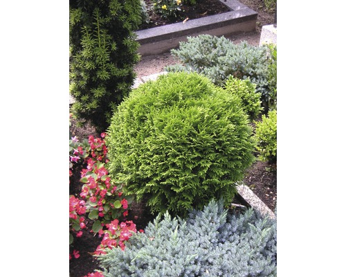 Szene mit verschiedenen Ziersträuchern im Garten