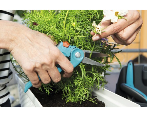 Eine Person schneidet mit einer Gartenschere grüne Pflanzen in einem Pflanzkasten.