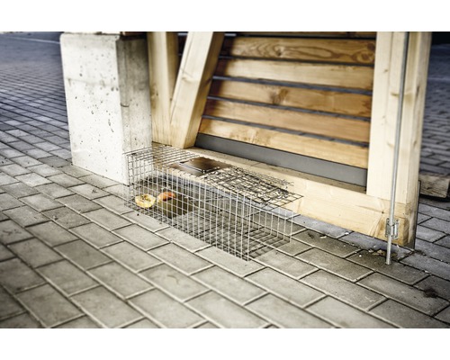 Piège à animaux vivants en fil métallique avec appât sur pavés