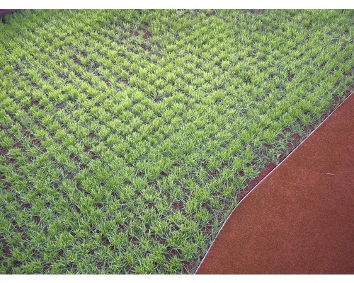 Vue du jeune gazon à côté d''une bordure de gazon