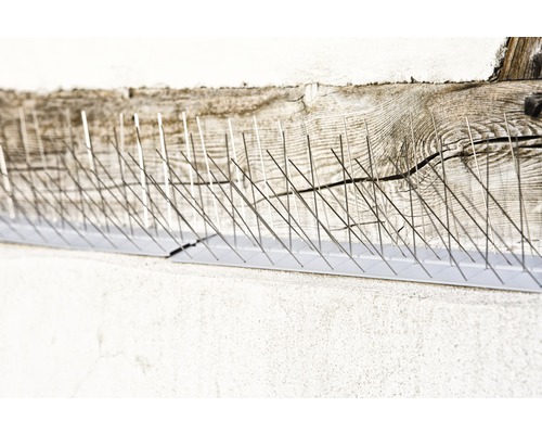 Vogelschutzspikes auf einer Mauer aus Holz und Beton