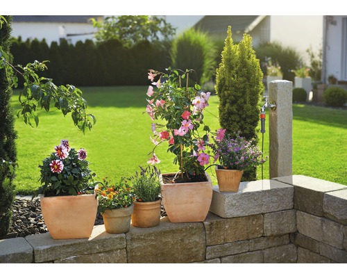 Fleurs et plantes en pot sur un mur de jardin