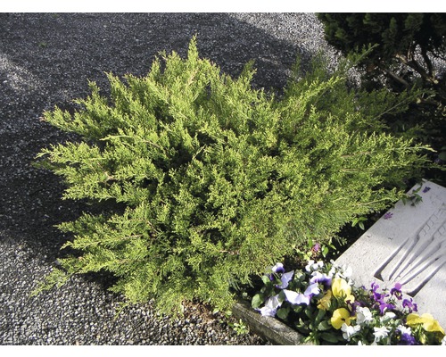 Grüner Strauchwacholder FloraSelf Juniperus media Mint Julep 30-40 cm Co 5 L
