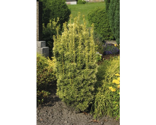 Gelbe Säuleneibe FloraSelf 30-40 cm Co 3 L