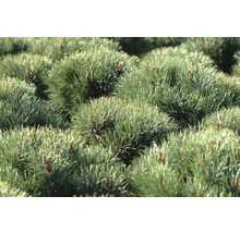 Pinus sylvestris Watereri H 30-40 cm Co 6 L-thumb-1