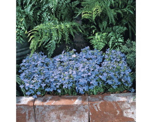 Massif de fleurs bleues dans une plate-bande