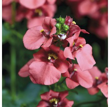 Nahaufnahme von Nemesia-Blüten