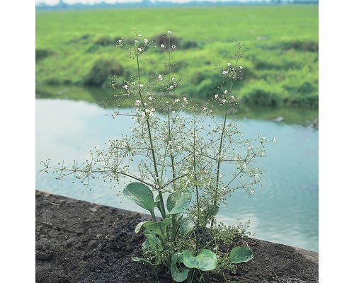 Plantain d'eau à feuilles rondes FloraSelf Alisma parviflora H 10-80 cm Co 0,6 L