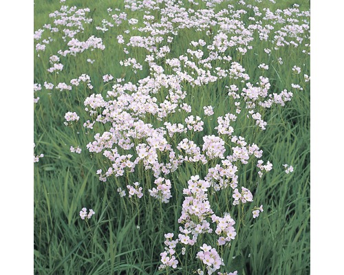 Wiesen-Schaumkraut FloraSelf Cardamine pratensis H 10-30 cm Co 0,6 L