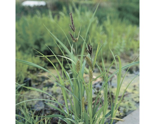 Ufersegge FloraSelf Carex riparia H 10-70 cm Co 0,6 L