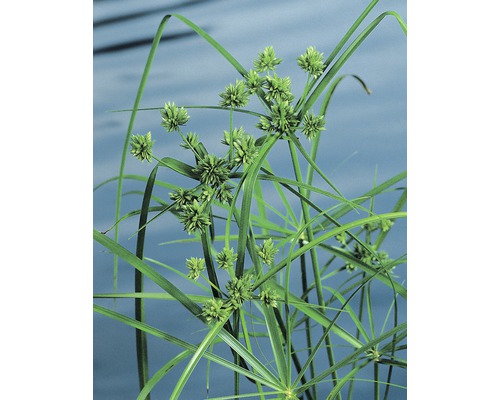 Cyperus à feuilles alternes FloraSelf Cyperus alternifolius H 10-70 cm Co 3 L Souchet avec inflorescences