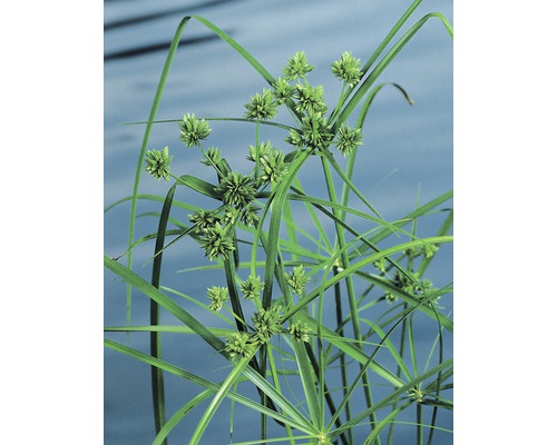 Cyperus à feuilles alternes FloraSelf Cyperus alternifolius H 10-70 cm Co 3 L