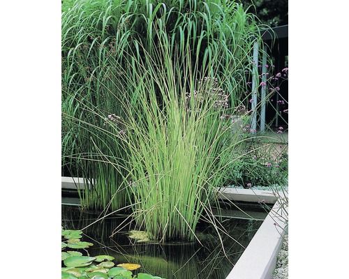 Scirpe aigu FloraSelf Scirpus lacustris 'Albescens' H 10-120 cm Co 0,6 L