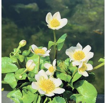 Sumpfdotterblume mit weißen Blüten und gelben Staubgefäßen