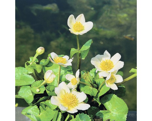 Caltha des marais blanc FloraSelf Caltha palustris 'Alba' H 10-40 cm Co 0,6 L