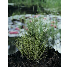 Zwergschachtelhalm FloraSelf Equisetum scirpoides H 10-30 cm Co 3 L