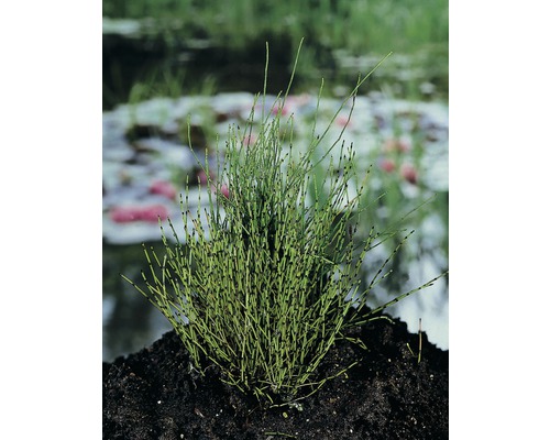 Prêle naine FloraSelf Equisetum scirpoides h 10-30 cm Co 3 l