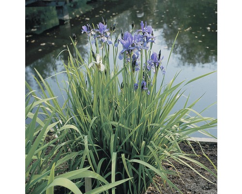 Siberische Schwertlilie FloraSelf Iris sibirica H 10-70 cm Co 0,6 L