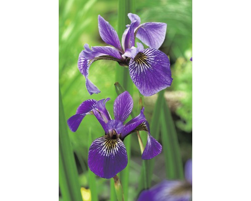Iris versicolor FloraSelf pot Ø 9 cm