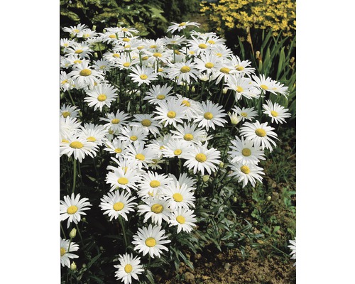 Groupe de marguerites à pétales blancs et centre jaune dans le jardin
