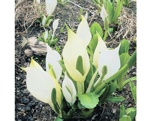 Lysichite blanc FloraSelf Lysichiton camtschatcensis H 10-60 cm Co 0,6 L