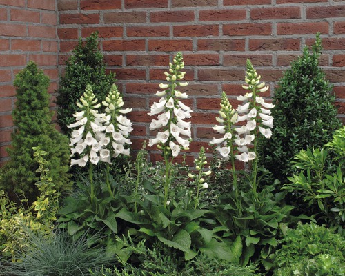 Digitale pourpre FloraSelf Digitalis purpurea Co 3 l-0