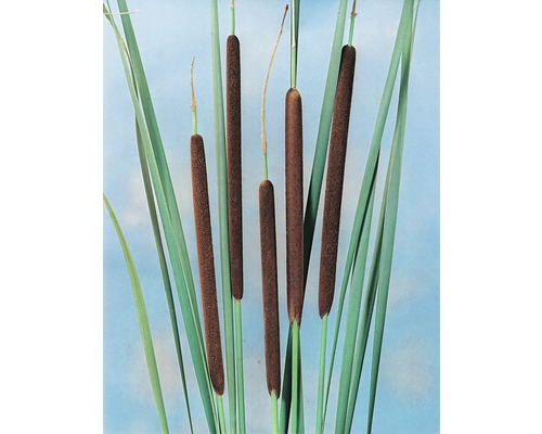 Massette à feuilles étroites FloraSelf Typha angustifolia H 10-120 cm Co 0,6 L Plant de massette avec des feuilles et des épis