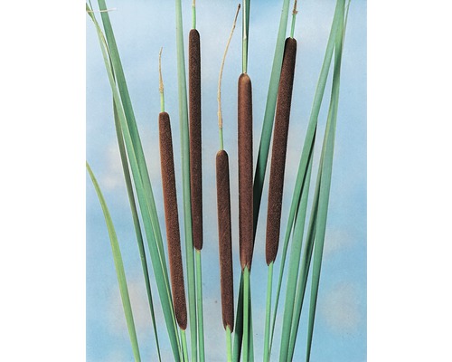 Massette à feuilles étroites FloraSelf Typha angustifolia H 10-120 cm Co 0,6 L