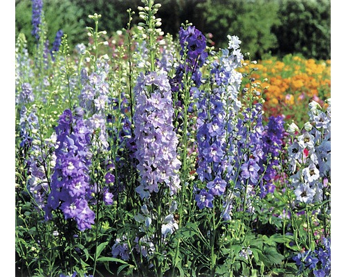 Feld von Rittersporn-Blüten im Garten