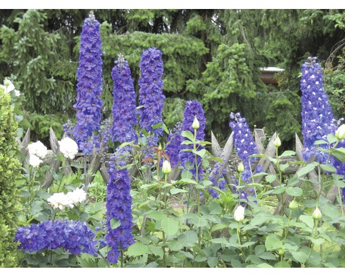 Blühender Rittersporn in einem Garten