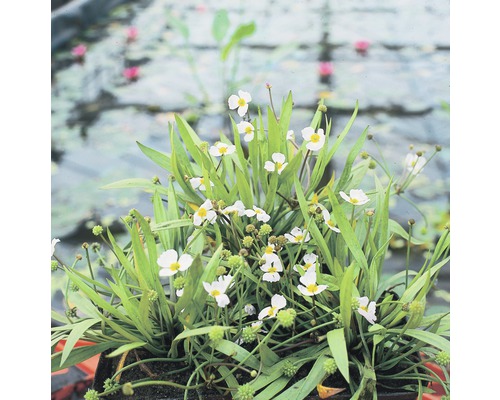 Baldellia FloraSelf Baldellia ranunculoides H 10-30 cm Co 0,6 L