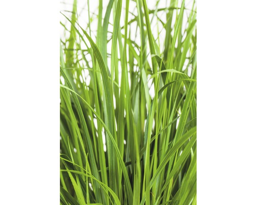 Nahaufnahme von Gras für den Garten