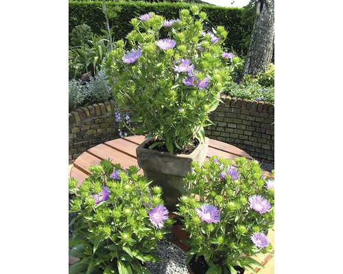 Trois plants de bleuets sur une table de jardin à l''extérieur.
