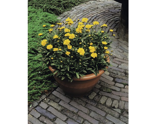 Fleurs de Coreopsis jaunes dans un pot sur un chemin pavé.