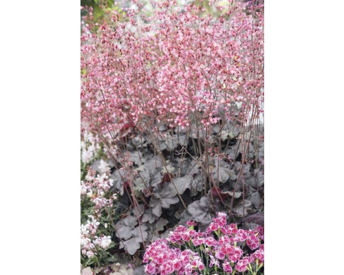 Heuchera en fleurs dans le jardin.