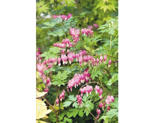 Plante de cœur saignant avec des fleurs en forme de cœur et des feuilles vertes.