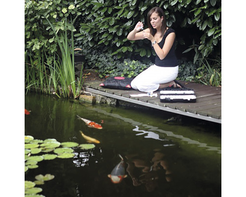 Une femme traite des carpes koï dans un étang avec des médicaments