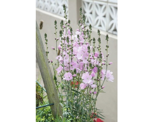 Œillets roses dans une plate-bande de jardin