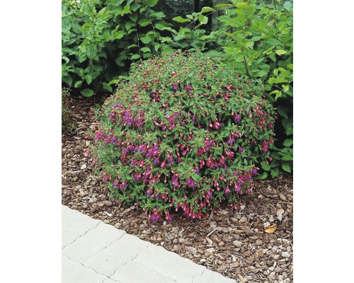 Fuchsia en fleurs dans une plate-bande