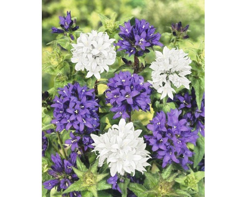 Gros plan sur la Campanula glomerata avec des fleurs violettes et blanches