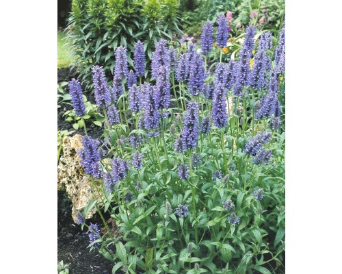 Agastache fleurie dans le jardin