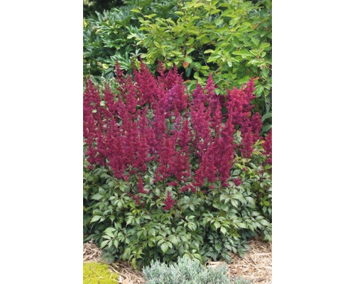 Astilbe aux fleurs rouges dans le jardin.