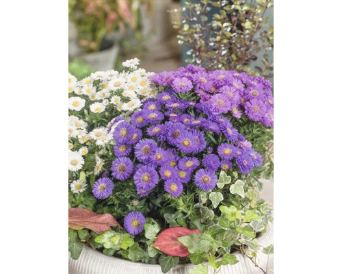 Arrangement d''asters d''automne blancs et violets dans un pot