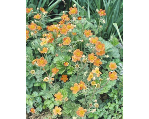 Groupe de plantes de benoîte avec des fleurs orange
