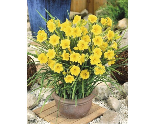 Hémérocalles jaunes en pot pour le jardin