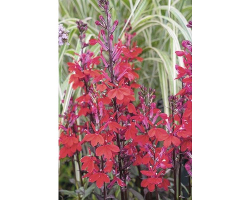 Image d''un groupe de plants de lobélia dressés avec des fleurs rouges