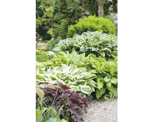 Plantes Hosta dans un parterre de jardin avec chemin de gravier
